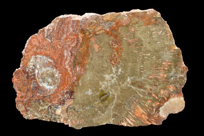 Polished Petrified Wood (Araucaria) Slab - Arizona #163642